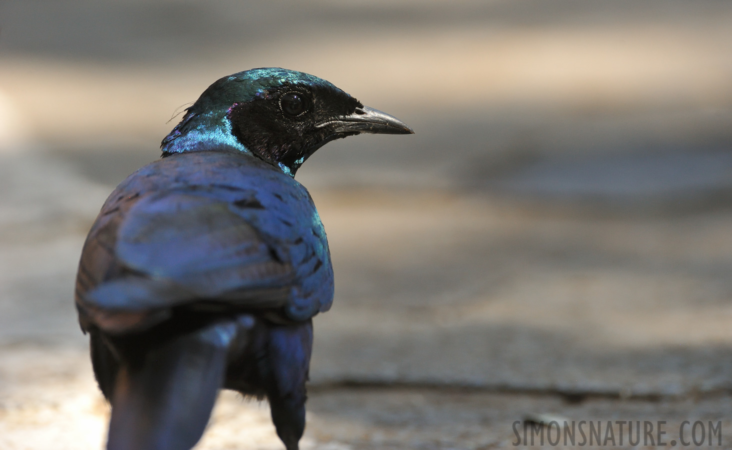 Lamprotornis australis [550 mm, 1/800 sec at f / 8.0, ISO 1600]